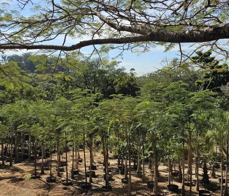 Estufa com plantas de sombra