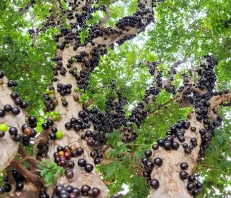 Área externa com árvores jovens