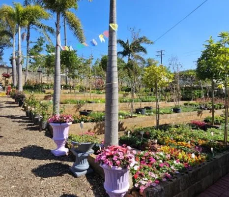 Área do viveiro com plantas em fileiras