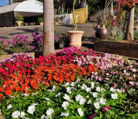 Estufas e vegetação no viveiro