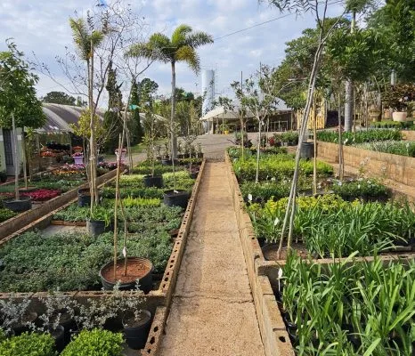Plantas envasadas no viveiro